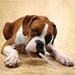 Hepatitis In Dogs